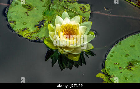 Bunte duftende Seerosen am Beaver Lake im Stanley Park. Stockfoto