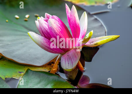 Bunte duftende Seerosen am Beaver Lake im Stanley Park. Stockfoto