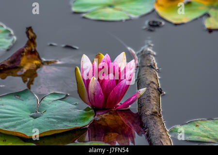 Bunte duftende Seerosen am Beaver Lake im Stanley Park. Stockfoto