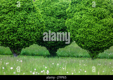 Drei Hornbalkbäume, Carpinus betulus „Columnaris“ Bäume Stockfoto