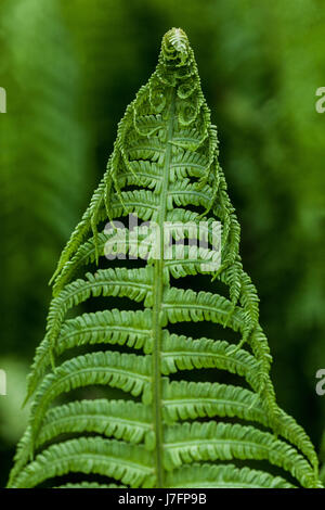 Matteuccia struthiopteris Ostrich fern frische Blätter in der Nähe von Wedel Stockfoto