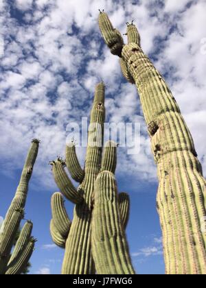 Saguaro Kaktus groß Phoenix Arizona Stockfoto