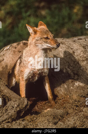 Indische Schakal, Canis Aureus Indicus, sitzen in den Kadaver einer inländischen Kuh Keoladeo Ghana Nationalpark, Bharatpur, Rajasthan, Indien Stockfoto