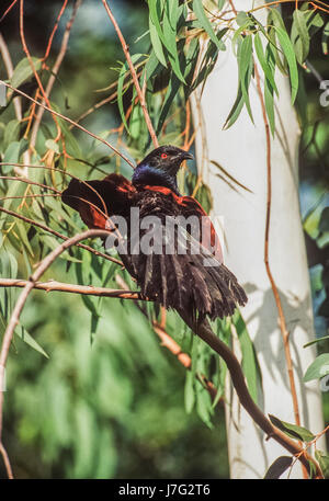 Greater Coucal, (Centropus sinensis), Sonnenbaden, Keoladeo Ghana National Park, Bharatpur, Rajasthan, Indien Stockfoto