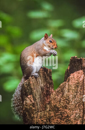 Graue Eichhörnchen, östlichen grauen Eichhörnchen oder graue Eichhörnchen (Sciurus carolinensis), Regent's Park, London, Großbritannien, Britische Inseln, Stockfoto