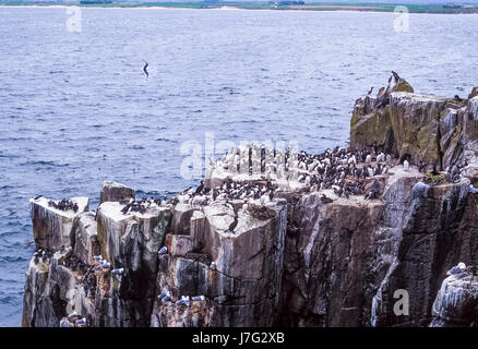 Seevogel-Kolonie, mit Verschachtelung Common Murre oder gemeinsame Guillemot (Uria Aalge), Farne Islands, Vereinigtes Königreich Stockfoto