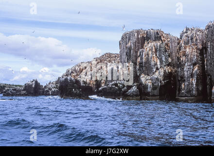 Seevogel-Kolonie, mit Verschachtelung Common Murre oder gemeinsame Guillemot (Uria Aalge), Farne Islands, Vereinigtes Königreich Stockfoto