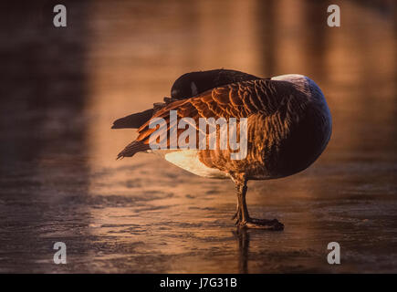 Kanadagans Branta Canadensis, schlafend auf einem zugefrorenen See, Regents Park, London, Vereinigtes Königreich Stockfoto