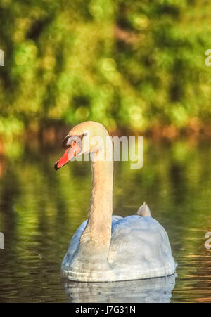 Höckerschwan, Cygnus Olor, Regents Park, London, Vereinigtes Königreich, auf See im Sommer Stockfoto