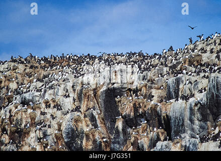 Seevogel-Kolonie, mit Verschachtelung Common Murre oder gemeinsame Guillemot (Uria Aalge), Farne Islands, Vereinigtes Königreich Stockfoto