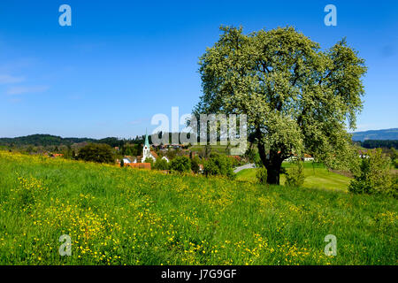 Oberreitnau mit Pfarrei Kirche des St. Pelagius, in der Nähe von Lindau am Bodensee, Allgäu, Schwaben, Bayern, Deutschland Stockfoto