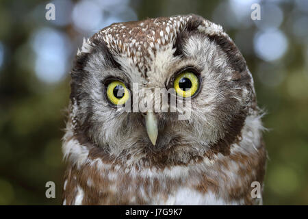 Eule der Rauhfußkauz (Aegolius Funereus), tierische Porträt, Siegerland, NRW, Deutschland Stockfoto