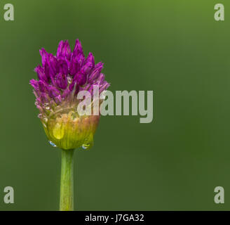 Eine ungeöffnete Dolde Allium Sphaerocephalon.  Wachsen im Rosengarten im Stanley Park in Vancouver BC Stockfoto