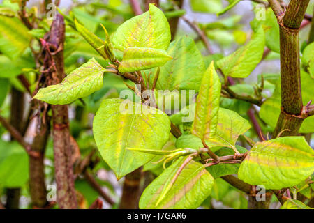 Japanisches Knotweed, Fallopia japonica Reynoutria japonica, junge Blätter schießen Frühjahrsprossen Pflanzen Stockfoto