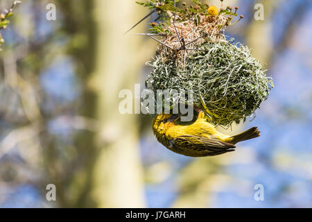 Kap-Weber (Ploceus Capensis) Nestbau, Western Cape, Südafrika Stockfoto