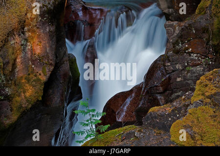 Wilder Bach, Avalanche Creek, Glacier Nationalpark, Rocky Mountains, Montana, USA Stockfoto