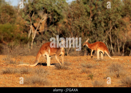 Roten Riesenkängurus (Macropus Rufus), Männchen, Buschland, Sturt Nationalpark, New South Wales, Australien Stockfoto