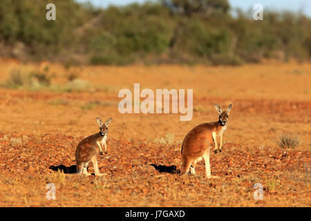 Roten Riesenkängurus (Macropus Rufus), erwachsenes Weibchen mit Jungtier, alert, Sturt Nationalpark, New South Wales, Australien Stockfoto