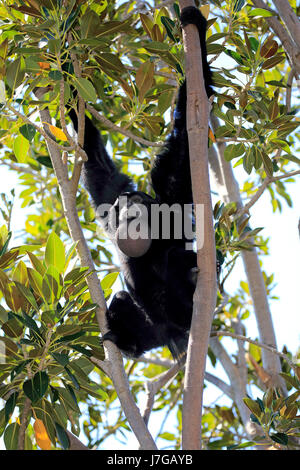 Siamang (Symphalangus Syndactylus), Erwachsene, sitzt im Baum, Gefangenschaft, Südostasien, Asien Stockfoto