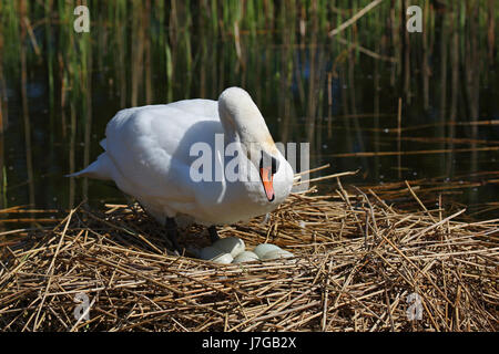 Zucht der Höckerschwan (Cygnus Olor) mit Eiern im Nest, Schleswig-Holstein, Deutschland Stockfoto