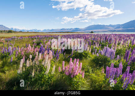 Lila großblättrige Lupinen (Lupinus Polyphyllus), Lake Tekapo vor der südlichen Alpen, Canterbury, Südinsel, Neuseeland Stockfoto