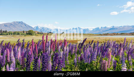 Lila großblättrige Lupinen (Lupinus Polyphyllus), Lake Tekapo vor der südlichen Alpen, Canterbury, Südinsel, Neuseeland Stockfoto