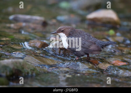 Weißes-breasted Wasseramseln (Cinclus Cinclus) stehen im Bach, Hessen, Deutschland Stockfoto