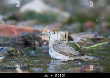 Mönchsgrasmücke (Sylvia Atricapilla), Weiblich, Baden im Bach, Hessen, Deutschland Stockfoto