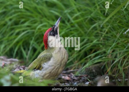 Europäische Grünspecht (Picus Viridis) trinken von Bach, Hessen, Deutschland Stockfoto