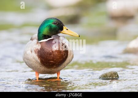 Stockente (Anas Platyrhynchos), Männlich, stehend auf Stein im Wasser, Hessen, Deutschland Stockfoto