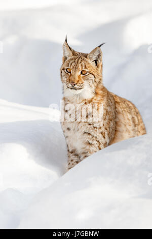 Eurasischer Luchs (Lynx Lynx) sitzen im Schnee, Bayern, Deutschland Stockfoto