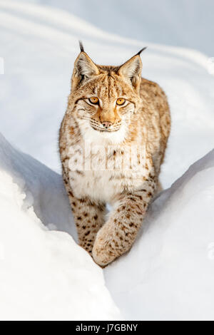 Eurasischer Luchs (Lynx Lynx) laufen im Schnee, frontal, Bayern, Deutschland Stockfoto