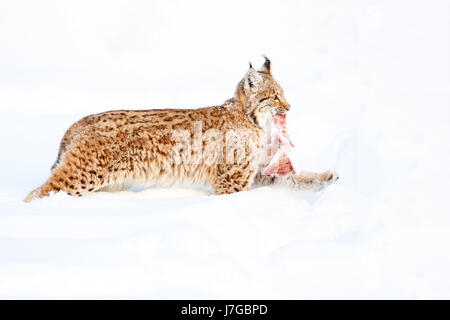 Eurasischer Luchs (Lynx Lynx) mit Beute, ausgeführt in den Schnee, Bayern, Deutschland Stockfoto