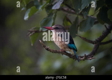 Braun mit Kapuze Kingfisher (Halcyon Albiventris) auf Ast, Südafrika Stockfoto