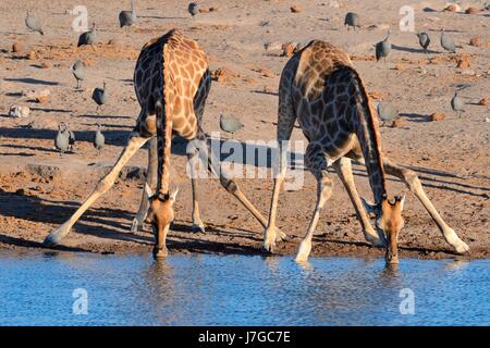 Angolanische Giraffen (Giraffa Plancius Angolensis) trinken am Wasserloch, behelmter Guineafowls (Numida Meleagris) hinten Stockfoto