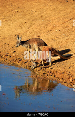 Roter Känguruh (Macropus Rufus) Tier Paar am Wasser, trinken, Sturt Nationalpark, New South Wales, Australien Stockfoto