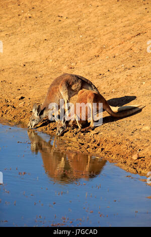 Roter Känguruh (Macropus Rufus) Tier Paar am Wasser, trinken, Sturt Nationalpark, New South Wales, Australien Stockfoto