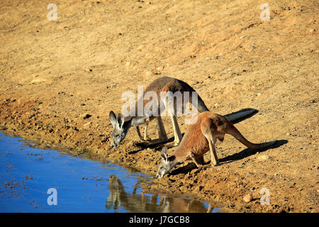 Roter Känguruh (Macropus Rufus) Tier Paar am Wasser, trinken, Sturt Nationalpark, New South Wales, Australien Stockfoto