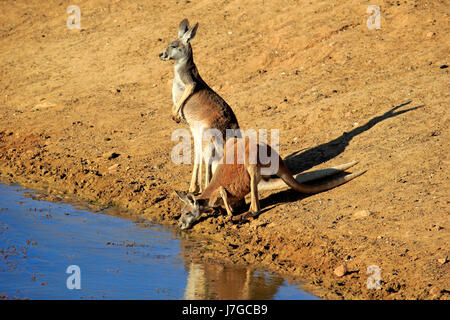 Roter Känguruh (Macropus Rufus) Tier Paar am Wasser, trinken, Sturt Nationalpark, New South Wales, Australien Stockfoto