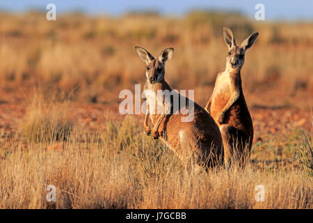 Roten Riesenkängurus (Macropus Rufus), Erwachsener wachsamen, Sturt Nationalpark, New South Wales, Australien Stockfoto