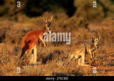 Roten Riesenkängurus (Macropus Rufus), tierische paar wachsamen, Sturt Nationalpark, New South Wales, Australien Stockfoto