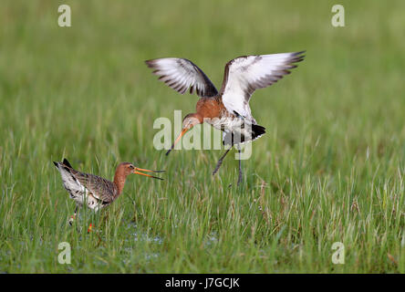 Bekämpfung von Uferschnepfen (Limosa Limosa) in Wiese, Dümmer-See, Mecklenburg-Western Pomerania, Deutschland Stockfoto