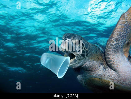 Schildkröte essen eine Schale aus Kunststoff in der Mitte eines