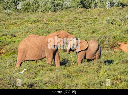 Zwei junge Elefanten spielen mit einem Stock im südlichen afrikanischen Savanne Stockfoto