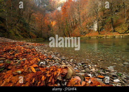 Die kupa (Kolpa River im Herbst, Kroatien Stockfoto