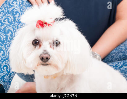 Nahaufnahme Bild von einem weißen niedliche Bichon schaut in die Kamera Stockfoto