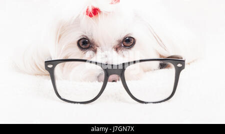 Nahaufnahme von Bichon Frise tragen Lesebrille und schaut in die Kamera Stockfoto