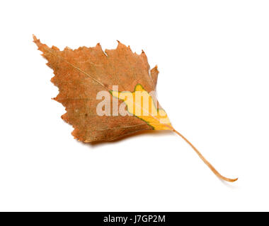 Herbst Blatt der Birke. Isoliert auf weißem Hintergrund. Stockfoto