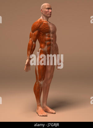 Bildung Gesundheit Sport Sport medizinisch medizinische Wissenschaft Motor Antriebsmotor Stockfoto