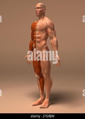 Bildung Gesundheit Sport Sport medizinisch medizinische Wissenschaft Motor Antriebsmotor Stockfoto